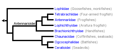 taxon links