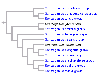 taxon links