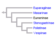 taxon links