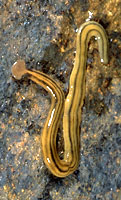 A planarian flatworm, Bipalium