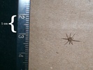 Spider on boxes