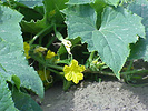 Cucumber plant, Cucumis sativus