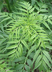 Datisca cannabina