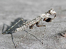 Gyromantis sp. nymph