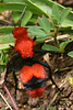 Velvet Ant