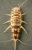 silverfish, Thermobia domestica