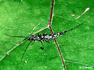 Unidentified archaeognathan on a leaf