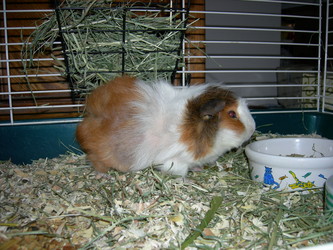 Guinea pig