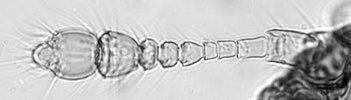 Cylindrosella dampfi antenna