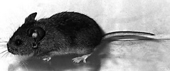 Euneomys chinchilloides