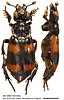 Nicrophorus insignis