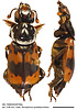 Nicrophorus quadripunctatus