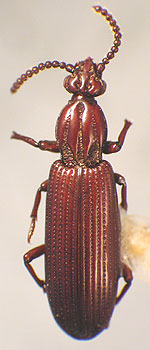 Rhysodes sulcatus