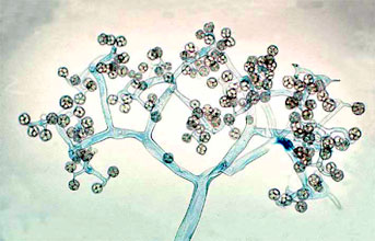 Dichotomously branching sporangiophore of Thamnidium elegans