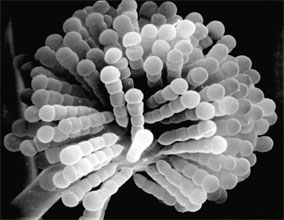 uniseriate merosporangia produced on a fertile vesicle of Syncephalastrum racemosum 