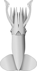 Ventral view of Walvisteuthis rancureli