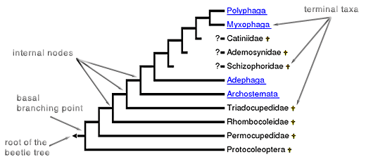 picture of the beetle tree diagram